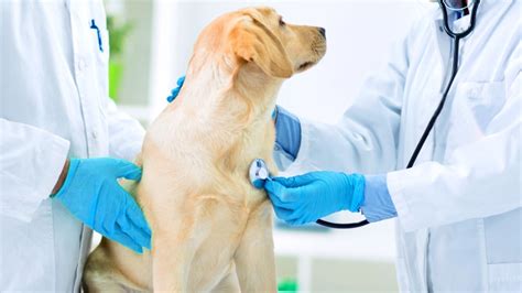 Get your pet's health check-up at Safari Vet Care Center - Safari Veterinary Care Centers