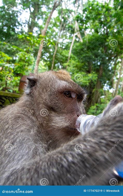 Vertical Closeup Shot of a Cute Monkey Drinking Water from a Plastic Bottle Stock Image - Image ...