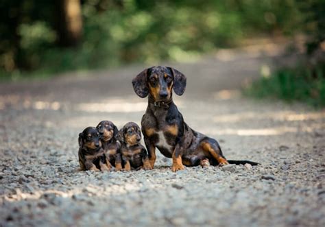 11 Dachshund Breeders in Washington (WA) State – Local Dachshund Lover Recommendations ...