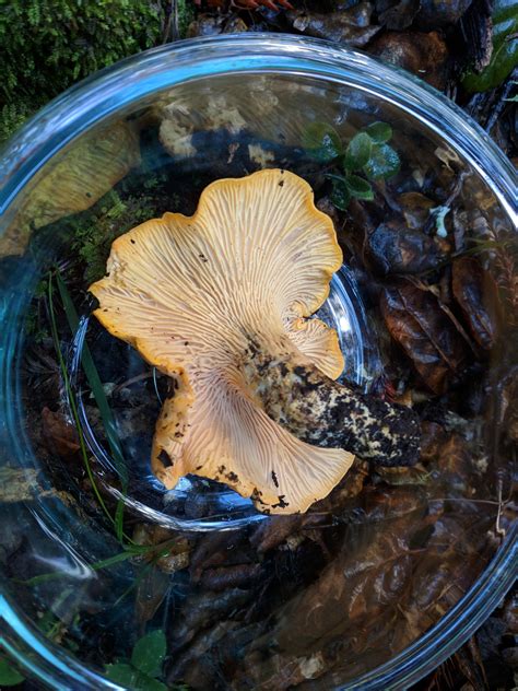 Cantharellus californicus : r/mycology