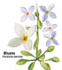 Azure Bluet Flower Meaning | Best Flower Site