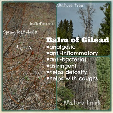 Harvesting Balm of Gilead for pain and inflammation | Joybilee® Farm | DIY | Herbs | Gardening