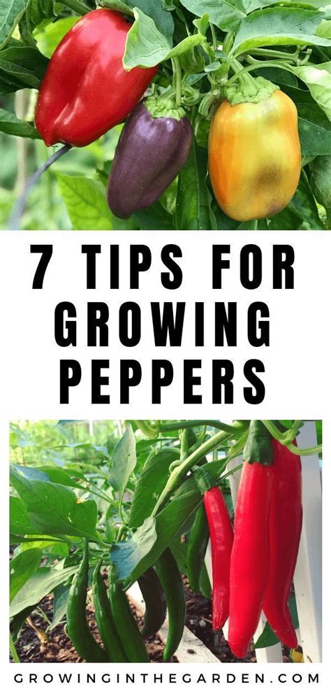 How to Grow Peppers - Growing Peppers - Growing In The Garden | Growing ...