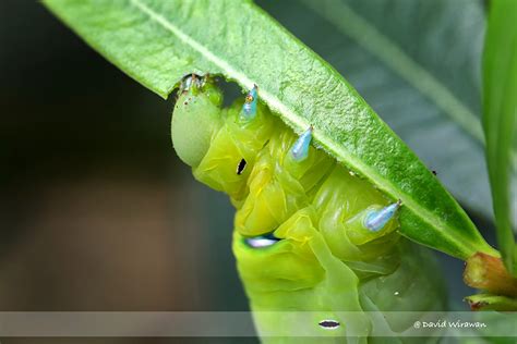 Oleander Hawk-Moth - Singapore Geographic