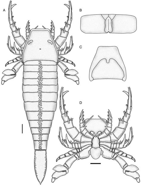 Scorpion Tail Drawing at GetDrawings | Free download