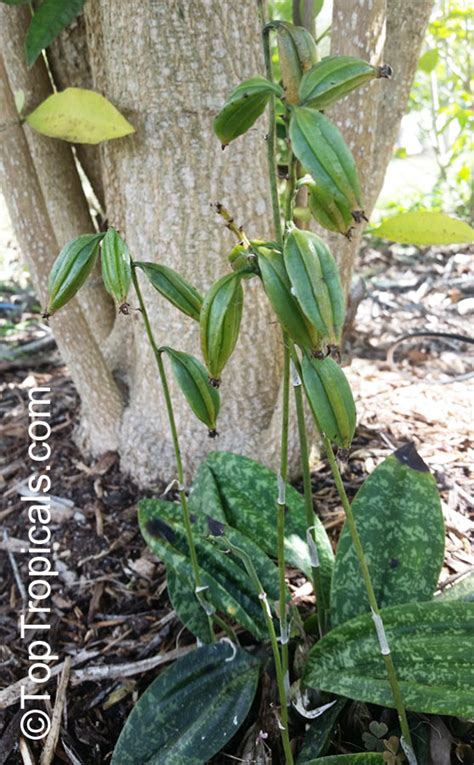 Home Oeceoclades maculata Monk Orchid African Spotted Terrestrial Orchid Plant 1 Plants, Seeds ...