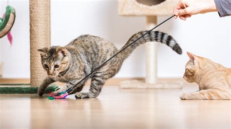 How to play with a cat | PetsRadar