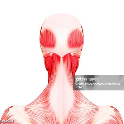 151 Occipitofrontalis Muscle Stock Photos, High-Res Pictures, and ...