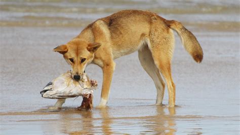 What Do Dingoes Eat?