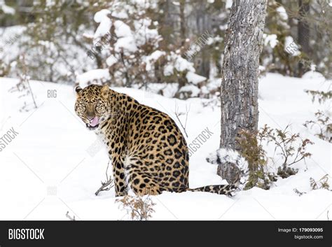 Amur Leopard Snowy Image & Photo (Free Trial) | Bigstock