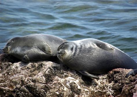 Lake Baikal, home of the freshwater Baikal seals