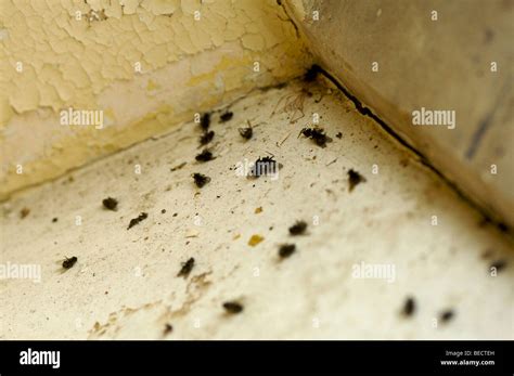 Dead flies on an old window sill Stock Photo - Alamy