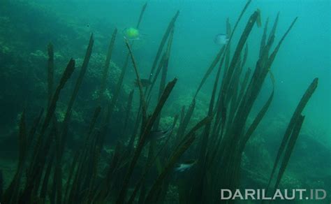 Berapa Stok Karbon di Padang Lamun Indonesia? - Dari Laut