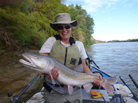 Colorado Pikeminnow - Colorado River Recovery Programs