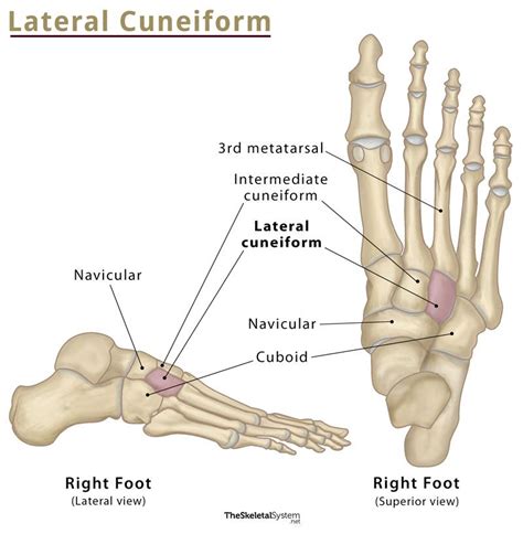 Cuneiform Bones - Definition, Location, Anatomy, & Diagrams