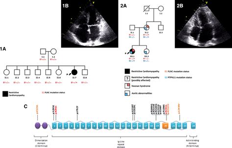 Missense Mutations in the FLNC Gene Causing Familial Restrictive ...