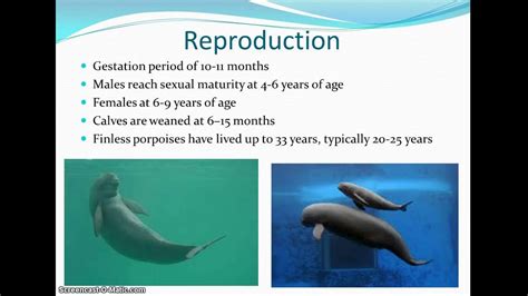 Finless porpoise species presentation - YouTube