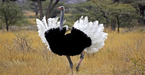 Cassowary vs Ostrich: Key Differences Explained - IMP WORLD