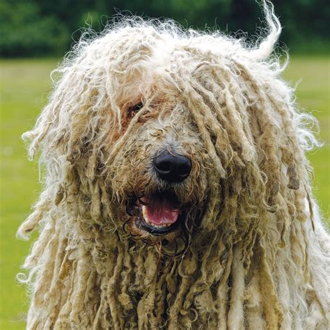 Commonly Confused Breeds: The Komondor vs. the Puli - Modern Dog Magazine