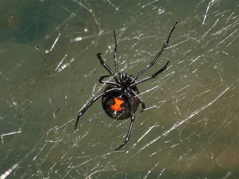 How To Spot Black Widow Spiders In New Jersey