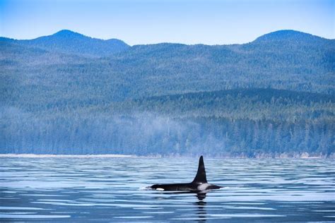 47 FUN THINGS TO DO in British Columbia | Must Do Canada