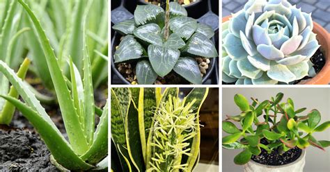 5 Easy to Grow Low Maintenance Succulents - A Guide for Beginners