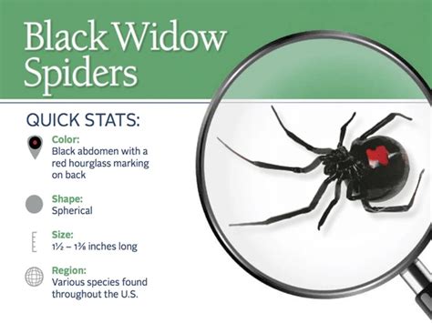 The Differences in Mating Behavior of Black Widow Spiders