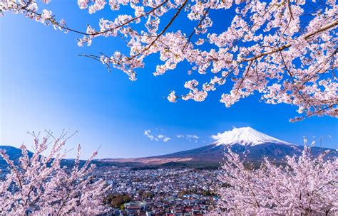 First Cherry Blossom Forecast of 2020 | All About Japan