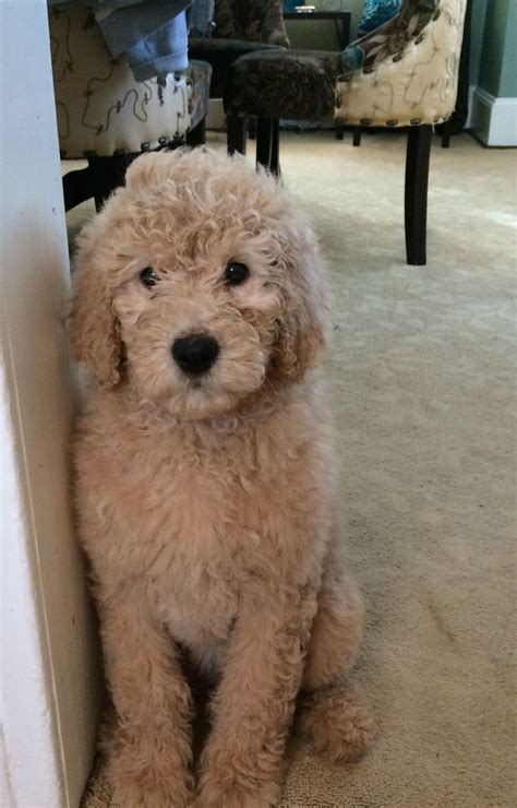 Best 25 Goldendoodle grooming ideas on Pinterest #bestdogbreeds | Teddy bear dog, Puppies ...