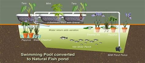 Converting a Swimming Pool to Grow Fish - The Permaculture Research Institute