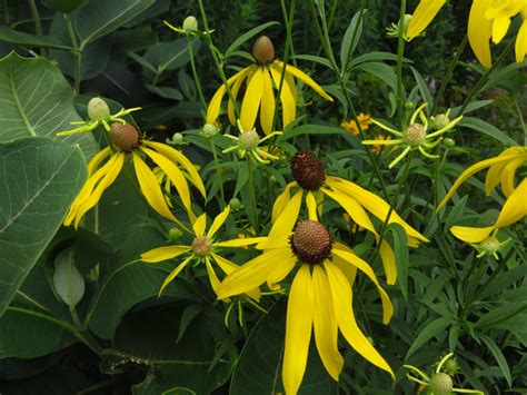 Yellow Coneflower Seeds Ratibida Pinnata Native Wildflower - Etsy