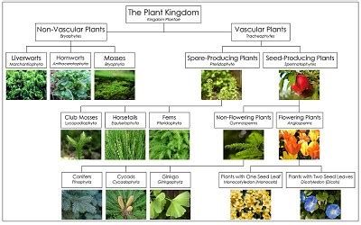 Plant Kingdom Chart from Montessori for Everyone