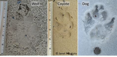 Tracking Wolves in Wisconsin - Winterberry Wildlife