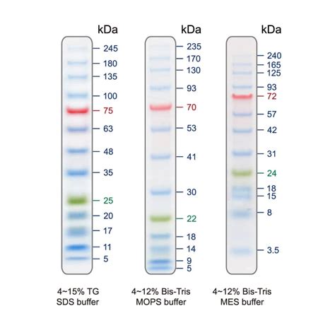 Prestained Protein Ladder – Extra broad molecular weight (5 - 245 kDa ...