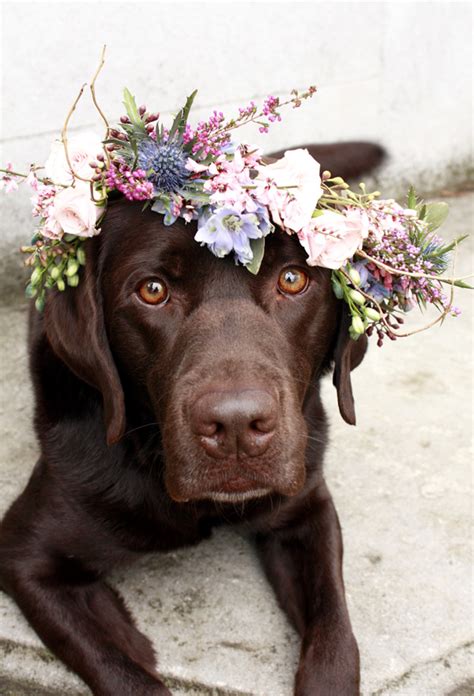 Flower Crown for Dogs - Wear Wag Repeat