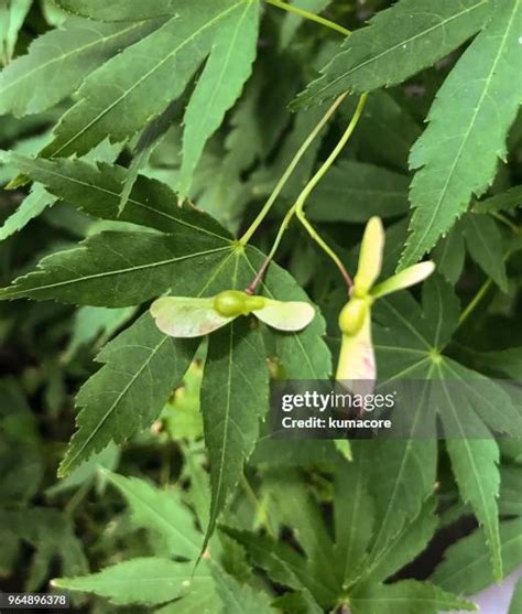 92 Japanese Maple Seeds Stock Photos, High-Res Pictures, and Images ...