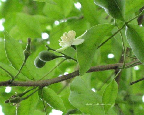 Photo-Feature: Jamshedpur: Flower to fruit: Wood Apple