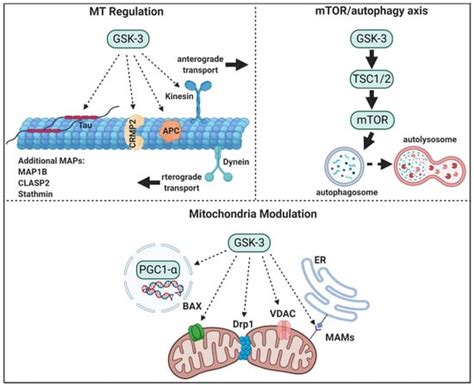 Cells | Free Full-Text | Mechanisms and Therapeutic Implications of GSK-3 in Treating ...