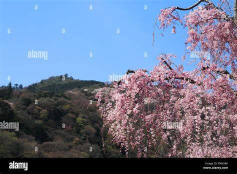 Cherry blossoms in Kyoto Arashiyama Stock Photo - Alamy