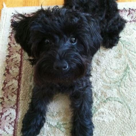 Full Grown Black Yorkie Poo Haircuts - Pets Lovers