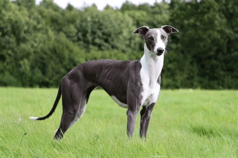 Whippet Breeders Tennessee at Timothy Ganey blog