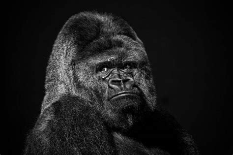 face gorillas black animals Wallpapers HD / Desktop and Mobile Backgrounds