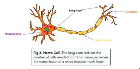 Introduction to Cells - Specialised Cells: More Cells (GCSE Biology) - Study Mind