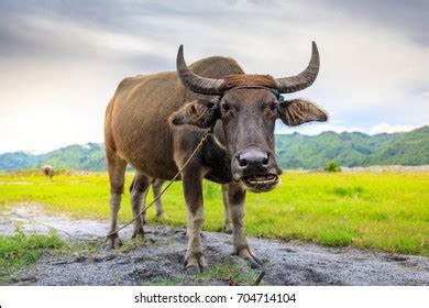 Carabao Clipart Images