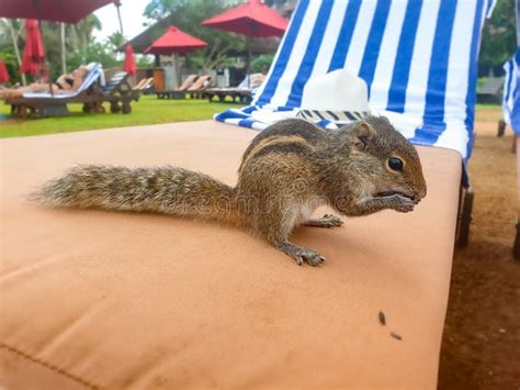 Chipmunk Eating Seeds stock image. Image of mountain - 35420485