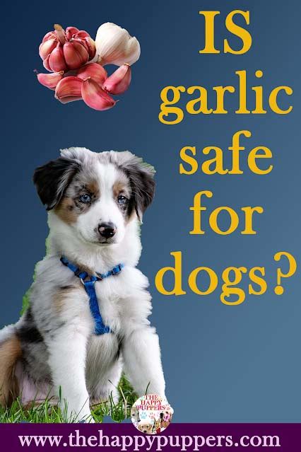 Garlic in dogs: it's time to know the whole truth | The Happy Puppers