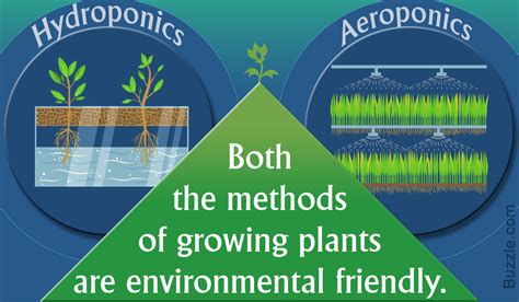 Aeroponics Vs. Hydroponics: What You Need to Know | GreenStories