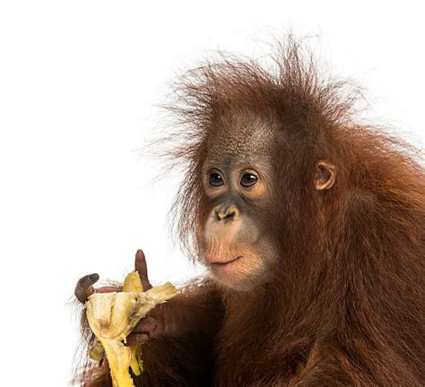 Orangutan Ape Monkey White Background Stock Photos, Pictures & Royalty-Free Images - iStock