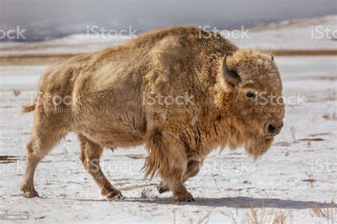 American Bison And Albino Bison On In A Snowy Field Stock Photo - Download Image Now - iStock