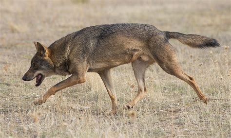 "Radioactive" Wolves Are Venturing Outside the Chernobyl Exclusion Zone